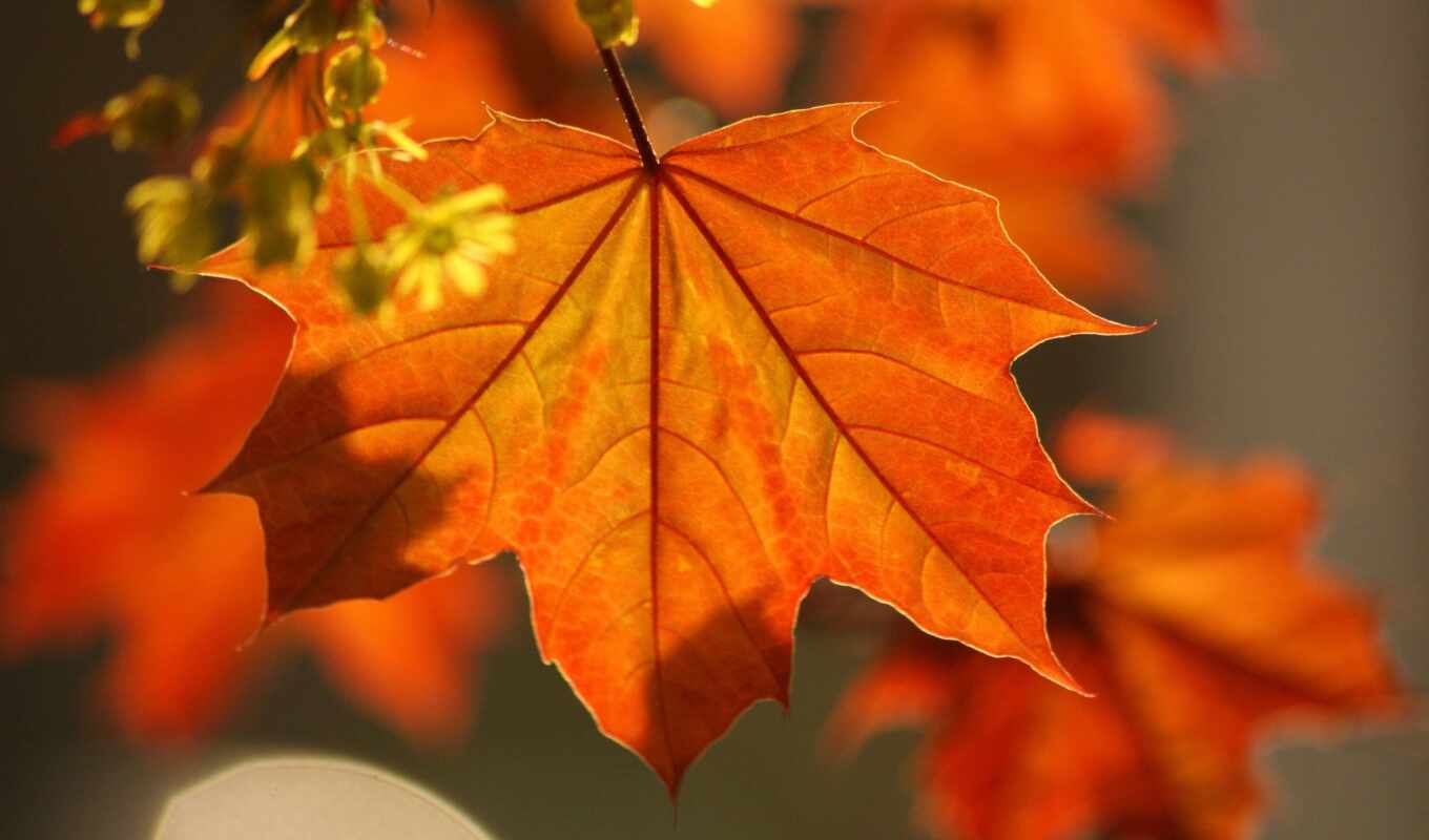 wallpaper, photo, macro, leaves, autumn, maple, branch, once